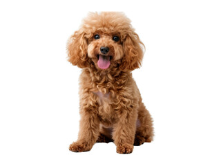 Dog PNG, Dog Transparent Background (PNG)