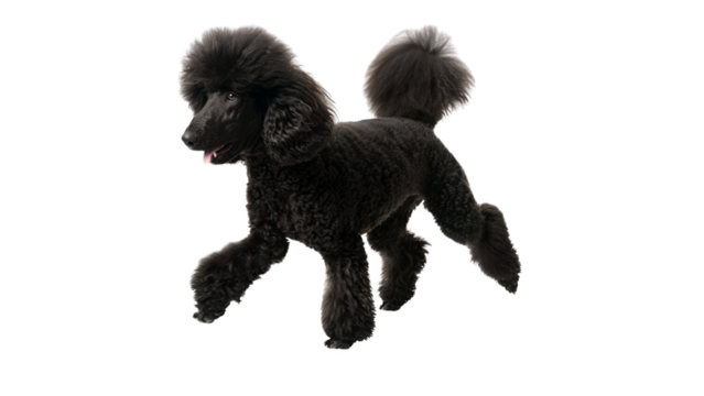 Dog PNG, Dog Transparent Background (PNG)