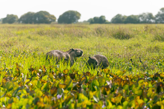 Capybaras in Los Llanos, Venezuela, Apure