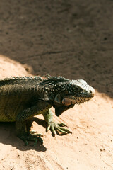 Iguana on the sand
