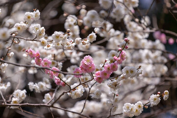 松前公園