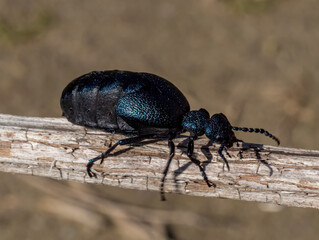 European oil beetle ( Meloe proscarabaeus ) view