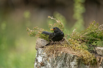 Blackbird, male,