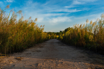 A dirt road with glassland during sunset
