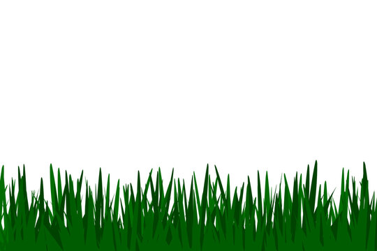 green grass isolated on white background