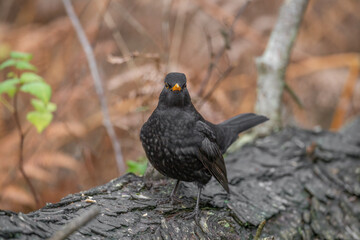 Blackbird, male,