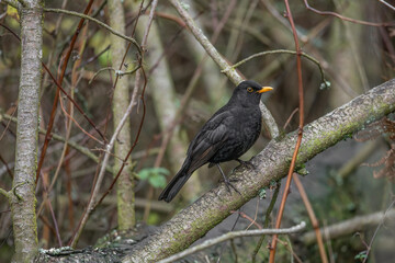 Blackbird, male,