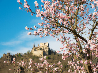 Almond blossoming tree with ruins of castle of Dürnstein, Wachau, Austria - 757177681