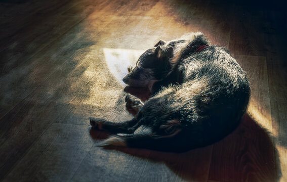 dog lies under the sun
