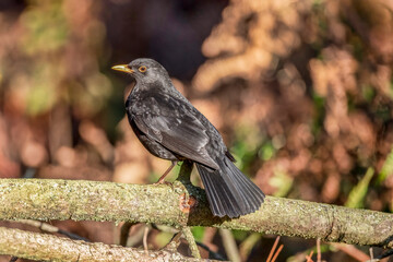 Blackbird, male,