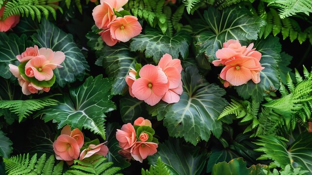Coral-hued begonias nestled among verdant ferns, their delicate blooms a study in natural elegance.