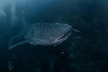 Whale sharks are gentle giants and are not dangerous to humans.