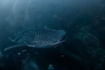 A large whale shark swims slowly past.