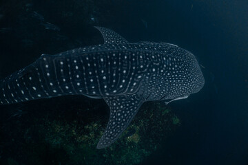 The large whale shark is a sought-after sight for divers.