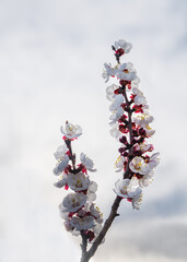 apricot blossom tree flower sky - 757179456