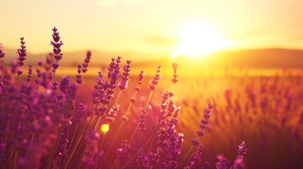 Elegant lavender fields stretching to the horizon, a sea of purple under a golden sun.