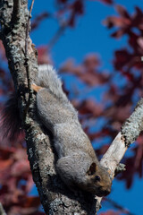 Obraz premium Eastern Grey Squirrel hanging upside down from a tree with blue sky