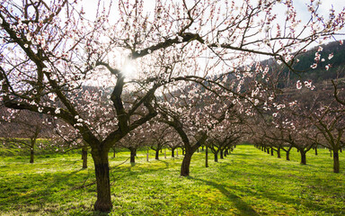 Apricot trees during spring time in Wachau valley, Austria - 757180429