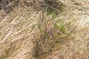 Outdoors late winter early spring copy space background image