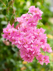 Fototapeta premium ブーゲンビリアの花