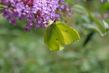 FU 2021-08-14 Blumen 49 Auf der lila Blüte sitzt ein gelber Schmetterling