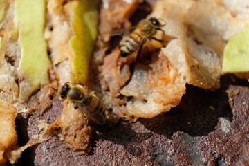 FU 2021-08-22 Blumen 156 Auf der matschigen Birne sitzt eine Biene