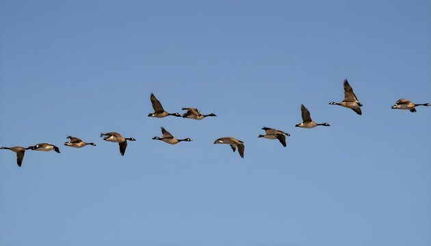A Flock Of Geese Flying In Formation