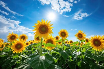 A vast expanse of yellow sunflowers stretches across a field beneath a clear blue sky, A peaceful meadow flooded with dazzling sunflowers under a bright blue sky, AI Generated