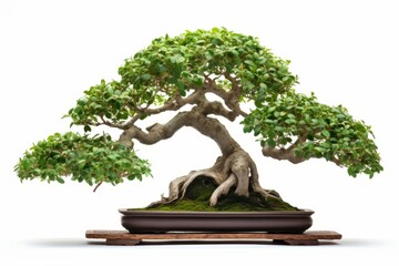 A bonsai tree with its carefully pruned branches and leaves, isolated on white background