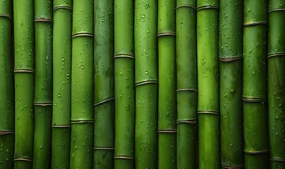 Schilderijen op glas a group of bamboo stems © Tatiana