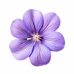 Violet Flower, isolated on white background