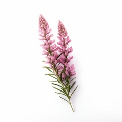 Fototapeta premium Heather Flower, isolated on white background