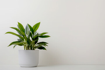 Landscape with potted plants on the floor white wall background.