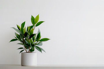 Landscape with potted plants on the floor white wall background.