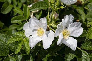Rosa rugosa 'Alba' has single, white flowers of silky texture with a strong Old Rose fragrance