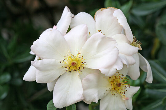 Rosa 'Sally Holmes'  has single, creamy-white flowers
