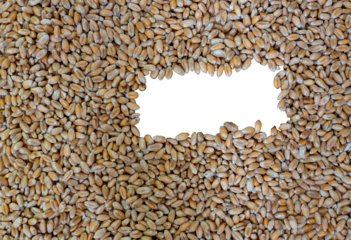 Wheat seeds background. Wheat Grains. Copy space.