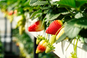 Strawberries in a no soil farming greenhouse