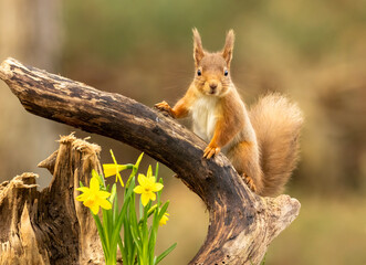 Beautiful little scottish red squirrel in spring with yellow daffodils 