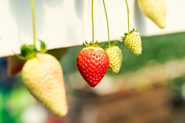 Strawberries in a on soil farming greenhouse