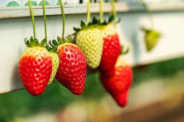 Strawberries in a on soil farming greenhouse