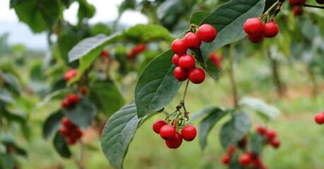 Obraz premium Bush with red berries coffee tree