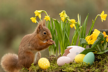 Curious little scottish red squirrel in spring with Easter eggs and daffodils
