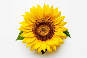Fototapeta premium A close-up of a yellow sunflower against a white background, with its petals spread open and its center stamen exposed
