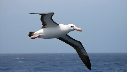 Fototapeta na wymiar An Albatross Gliding Effortlessly On The Ocean Bre