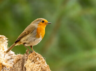 Robin redbreast bird close up