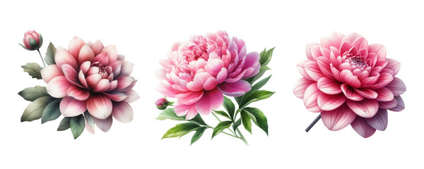 set of watercolor art camellia flowers isolated on transparent PNG background