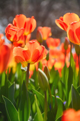Obraz na płótnie Canvas blossom tulips