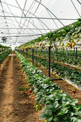No soil starwberry farming in a greenhouse