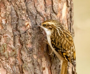 Tree creeper picking at the bark of a tree trunk